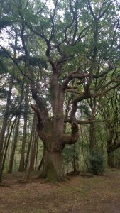 This is the kind of tree that at night, would grab you by those Medusa looking branches and munch you right up.